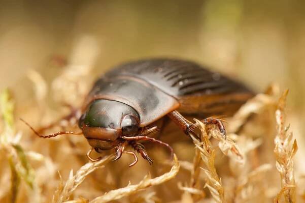 Potápník vroubený (Dytiscus marginalis)