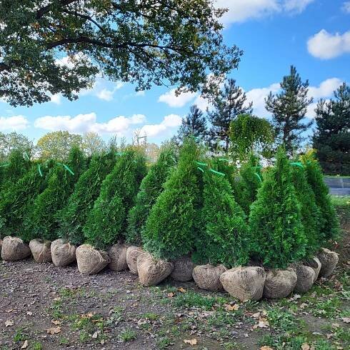 Thuja occ.Smaragd 110-120 cm - Zahradnictví Munzar