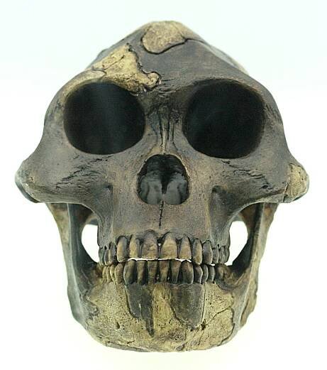 Soubor:Australopithecus afarensis reconstruction.JPG – Wikipedie