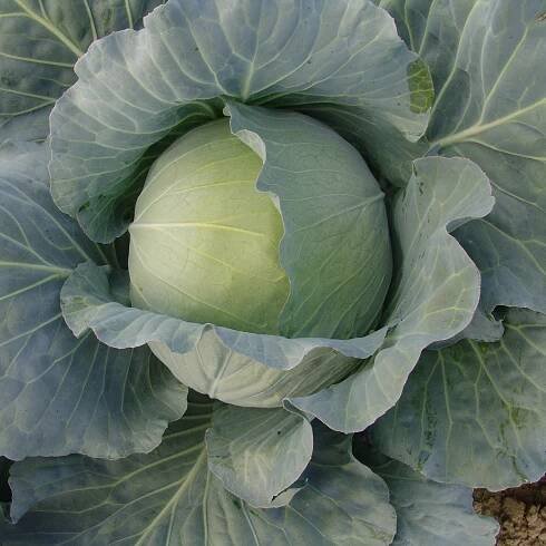 Zelí hlávkové bílé Polar - Brassica oleracea - semena zelí - 200 ks od 27 Kč - Heureka.cz