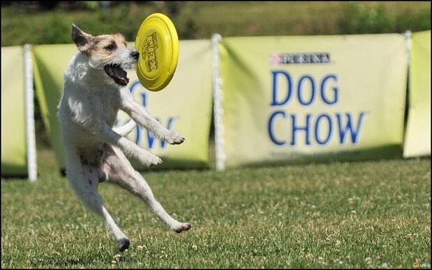 Ulli - Fotoalba - Brněnské psí dny 2011 a další dogfrisbee 