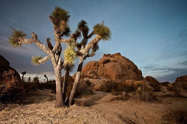 Neuvěřitelný Joshua Tree