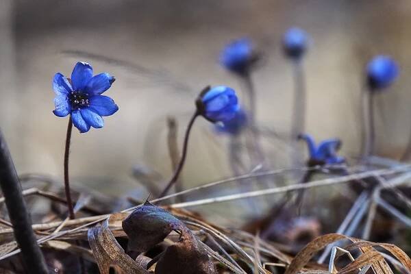 Jaterník podléška (Hepatica nobilis)