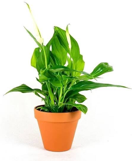 Spathiphyllum