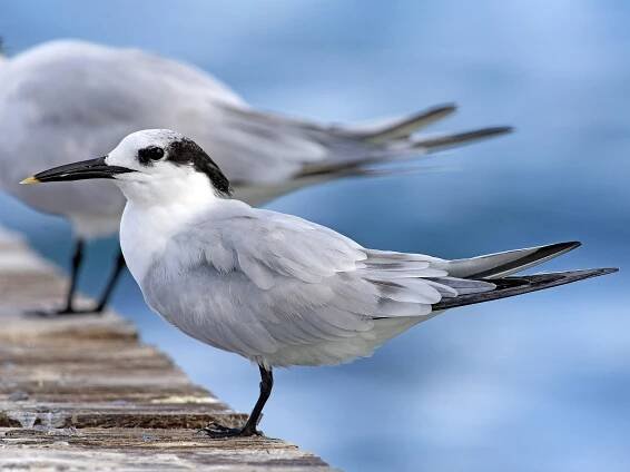 Nonbreeding adult (Cabot's) - ML308474871