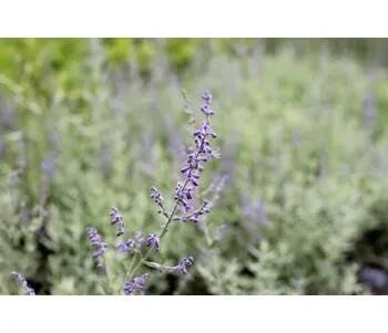 Perovskie lebedolistá 'Zephyr Blue' - Perovskia atriplicifolia 'Zephyr Blue' Květník o průměru 9 cm