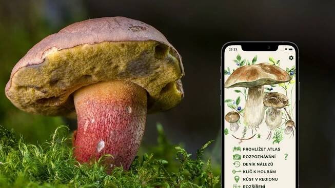 Namířít na houbu mobilem a zjistit, zda není jedovatá. S českou aplikací se hojně houbaří u nás i v Německu