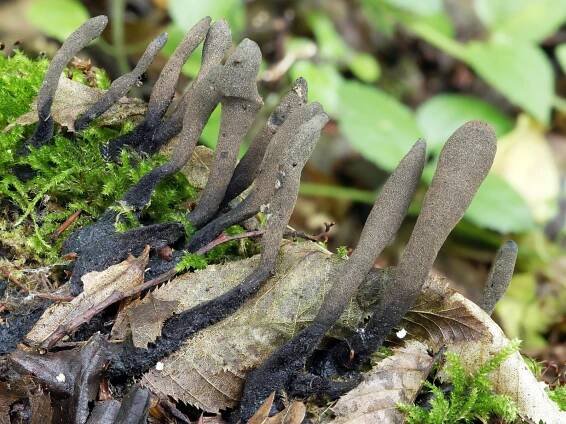 Xylaria longipes