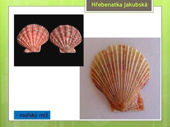 Měkkýši – Mlži – Materiály pro žáky ZŠ