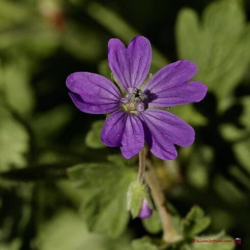 Bermooievaarsbek - geranium pyrenaicum