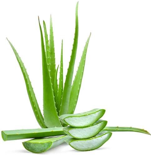Aloevera