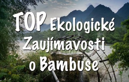 bambus ekologia, TOP Ekologické Zaujímavosti o Bambuse, mobake