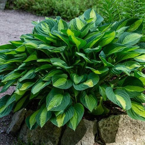 Bohyška - Hosta Francess Williams - hlízy bohyšky - 1 ks