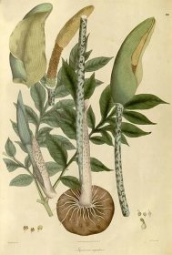 Amorphophallus napalensis - Wikipedia