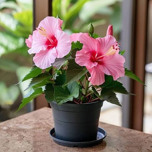 Ibišek Hibiscus Syriacus mrazuvzdorný růžový - Citrus-shop.cz