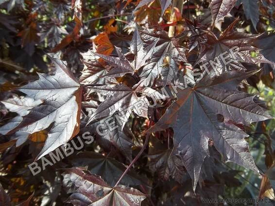 Acer platanoides ‚Crimson Sentry‘ – Javor mléč