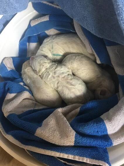 E-Litter – Rose Valley White Shepherds puppies - Kenai's Choice