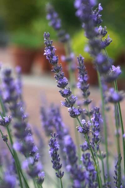 Lavender 'Phenomenal'