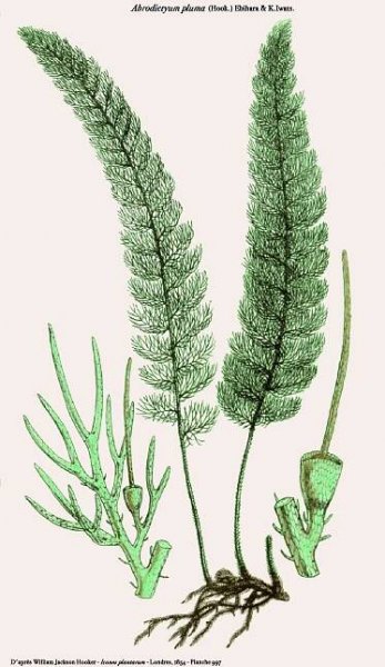 Icones Plantarum