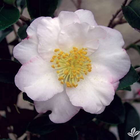 PICTURES - Cam Too Camellia Nursery