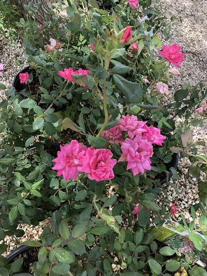 Pink Knockout Rose - King Nursery | Lubbock, TX