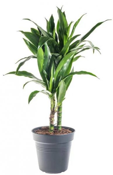 Dračinec vonný, Dracaena fragrans Janet Craig, skladem