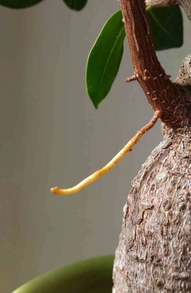 aerial root on a ficus ginseng