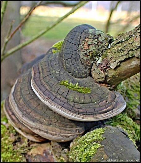 Ohňovec, outkovka nebo troudnatec. Podívejte se na zimní květy lesa