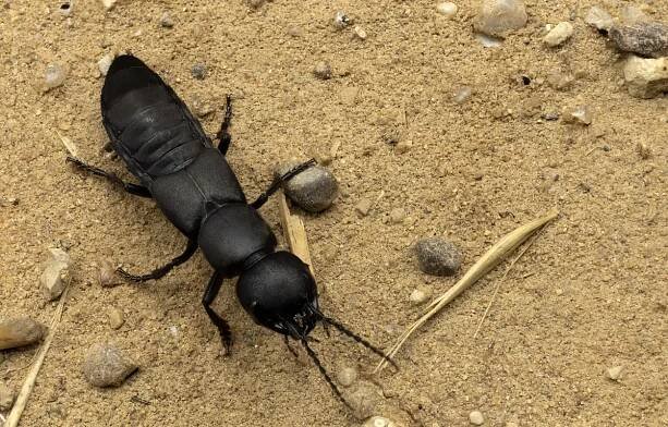ďáblové kočár-kůň brouk, ocypus olens, druh brouka patřící do rodiny rove brouků, staphylinidae, venkovní, terén - drabčíkovití - stock snímky, obrázky a fotky