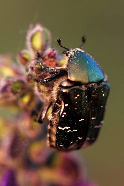 zlatohlávek zlatý (Cetonia aurata)