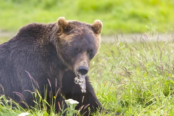 bear