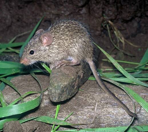 Arvicanthis niloticus (myš nilská) | BioLib.cz