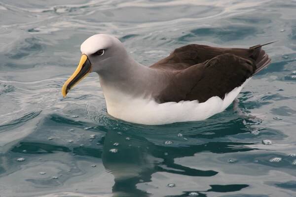 Buller-Albatros