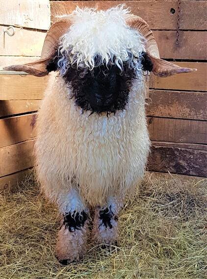 Breed Standard — Valais Blacknose Sheep Society
