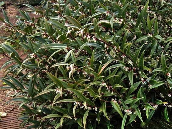 sarcococca hookeriana digyna