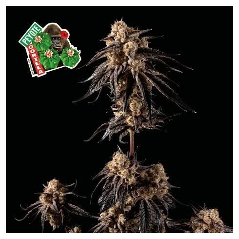 Peyote Gorilla - Semenakonopi.cz