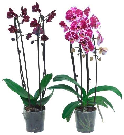 HomeInCube.cz: fotografie 5 tajných tipů, aby orchideje opakovaně kvetly