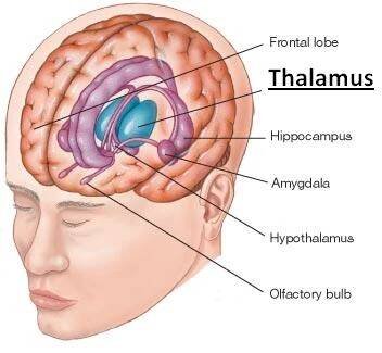 thalamus