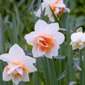 Narcis Replete – Narcissus Replete – narcisy – cibule – pěstování
