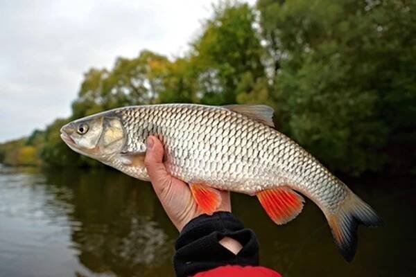 Jelec tloušť (Leuciscus cephalus) » Rybářský rozcestník