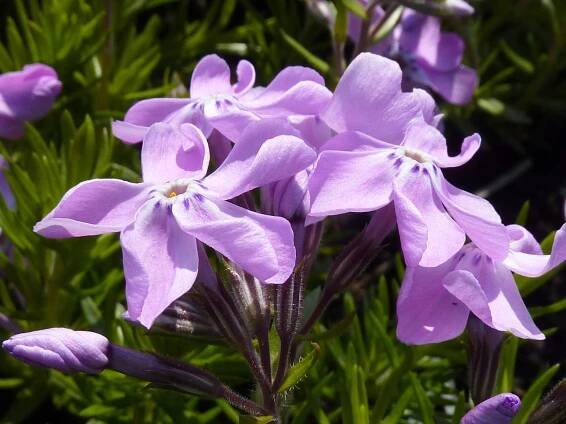 Plamenka šídlovitá 'Linners Traum' - Phlox subulata 'Linners Traum'