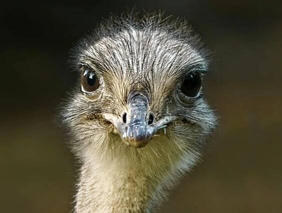 ZOO ZLÍN - Nandu Darwinův