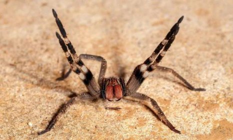 Palovčík jedovatý je velký pavouk, který i s končetinami měří až 15 centimetrů.