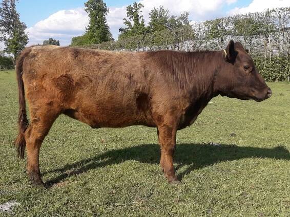 PorcPrunus Paulet VG87 | Dexter mini-koeien van stal PorcPrunus