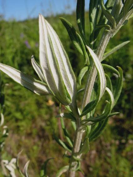 Artemisia vulgaris (common wormwood): Go Botany
