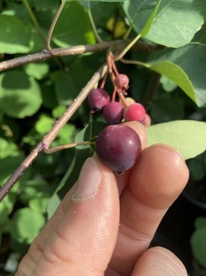 Erlenblättrige Felsenbirne Saskatoon Berry