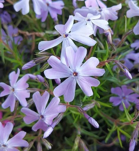 Phlox subulata 'Emerald Cushion Blue'
