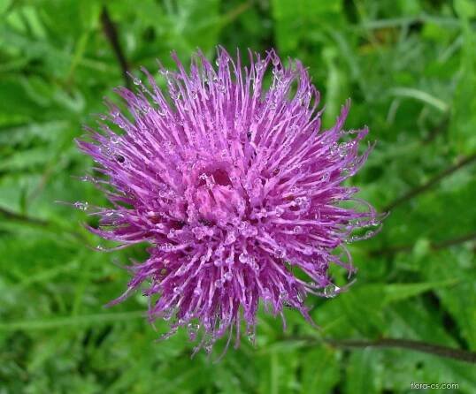 Atlas - fotogalerie: cirsium rivulare; 1