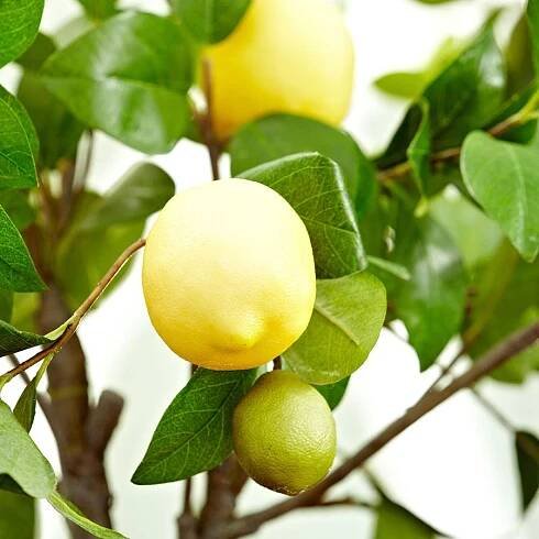How to grow a lemon tree indoors – expert tips for delicious homegrown fruit
