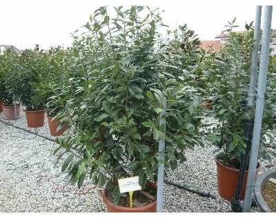 Bobkovišeň lékařská 'Novita' - Prunus laurocerasus 'Novita', Kontejner o objemu 15 litrů